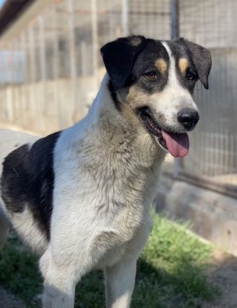 Fanny, geb. ca. 04/2021, lebt in GRIECHENLAND, im städt. Tierheim Serres