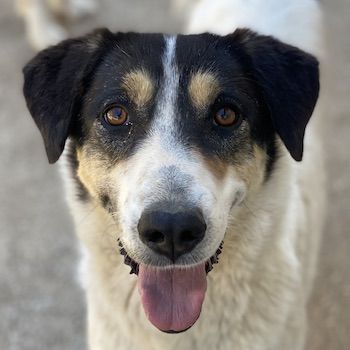 Fanny, geb. ca. 04/2021, lebt in GRIECHENLAND, im städt. Tierheim Serres