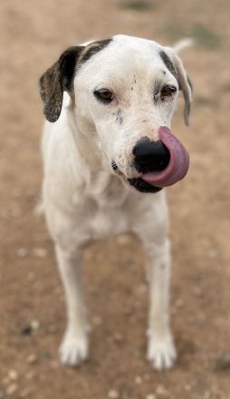 Gabriele, geb. ca. 10/2016, GRIECHENLAND, ein Gelände, auf dem die Hunde notdürftig versorgt werden
