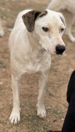 Gabriele, geb. ca. 10/2016, GRIECHENLAND, ein Gelände, auf dem die Hunde notdürftig versorgt werden