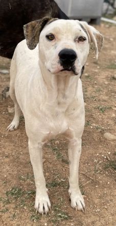 Gabriele, geb. ca. 10/2016, GRIECHENLAND, ein Gelände, auf dem die Hunde notdürftig versorgt werden