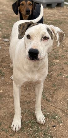Gabriele, geb. ca. 10/2016, GRIECHENLAND, ein Gelände, auf dem die Hunde notdürftig versorgt werden