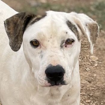 Gabriele, geb. ca. 10/2016, GRIECHENLAND, ein Gelände, auf dem die Hunde notdürftig versorgt werden