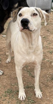 Gabriele, geb. ca. 10/2016, GRIECHENLAND, ein Gelände, auf dem die Hunde notdürftig versorgt werden