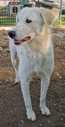 Gwendolyn, geb. ca. 04/2021, lebt in GRIECHENLAND, im städt. Tierheim Serres