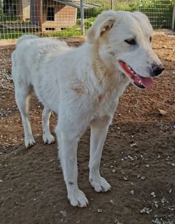 Gwendolyn, geb. ca. 04/2021, lebt in GRIECHENLAND, im städt. Tierheim Serres