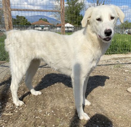 Gwendolyn, geb. ca. 04/2021, lebt in GRIECHENLAND, im städt. Tierheim Serres