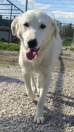 Gwendolyn, geb. ca. 04/2021, lebt in GRIECHENLAND, im städt. Tierheim Serres