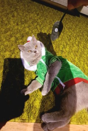 Hallo, das ist Tommy, ein reinrassiger Brite