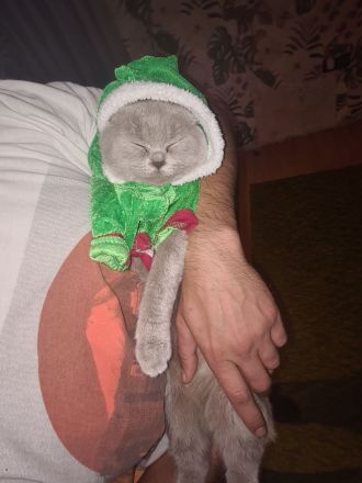 Hallo, das ist Tommy, ein reinrassiger Brite