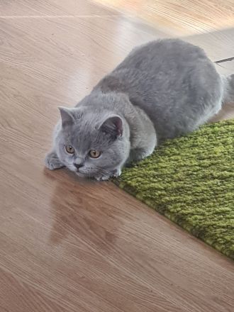 Hallo, das ist Tommy, ein reinrassiger Brite