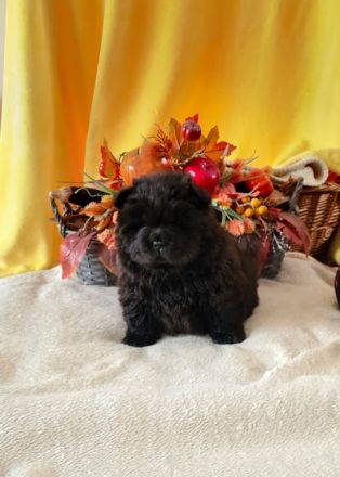 Chow Chow welpen mit Stammbaum (FCI züchter)