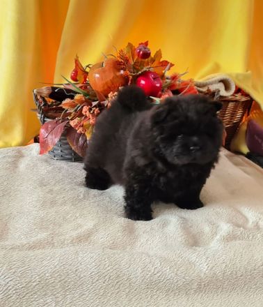 Chow Chow welpen mit Stammbaum (FCI züchter)