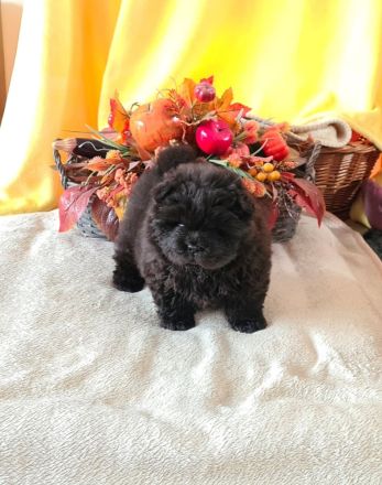 Chow Chow welpen mit Stammbaum (FCI züchter)