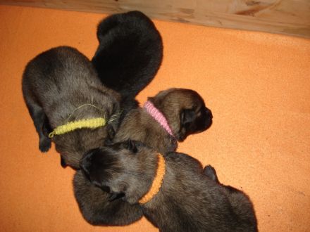 Eurasier Welpen vom Wallensteingraben mit Ahnentafel