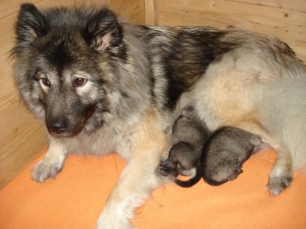 Eurasier Welpen vom Wallensteingraben mit Ahnentafel