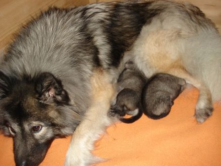 Eurasier Welpen vom Wallensteingraben mit Ahnentafel