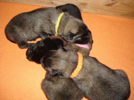 Eurasier Welpen vom Wallensteingraben mit Ahnentafel