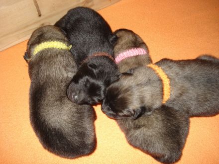 Eurasier Welpen vom Wallensteingraben mit Ahnentafel