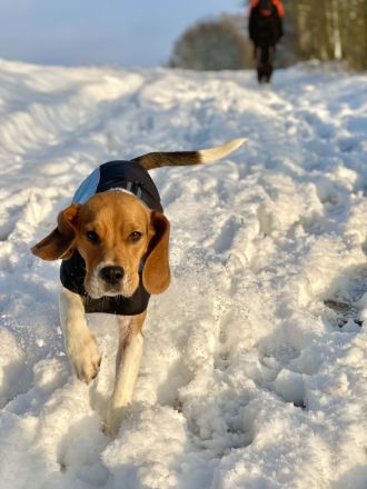 Beagle Hündin tricolor 1,5 Jahre alt