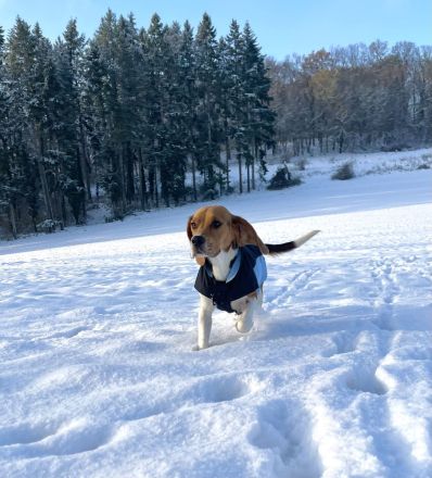 Beagle Hündin tricolor 1,5 Jahre alt