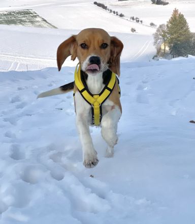 Beagle Hündin tricolor 1,5 Jahre alt