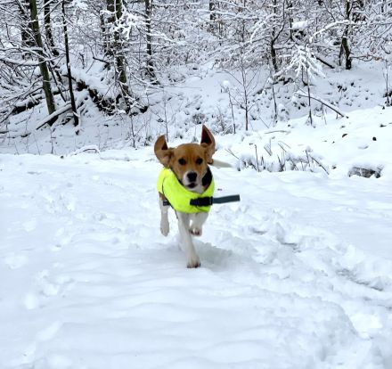 Beagle Hündin tricolor 1,5 Jahre alt