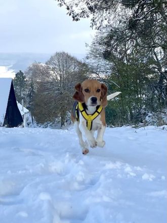 Beagle Hündin tricolor 1,5 Jahre alt