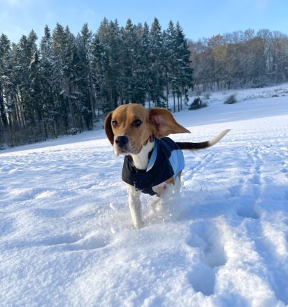 Beagle Hündin tricolor 1,5 Jahre alt