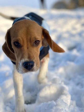 Beagle Hündin tricolor 1,5 Jahre alt