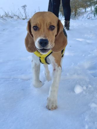 Beagle Hündin tricolor 1,5 Jahre alt