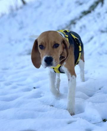 Beagle Hündin tricolor 1,5 Jahre alt