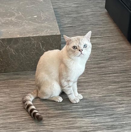 BKH KATER SUCHT NEUE DOSENÖFFNER