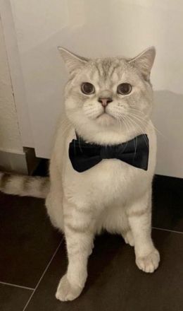 BKH KATER SUCHT NEUE DOSENÖFFNER