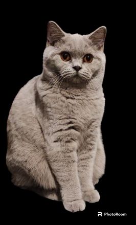 Bkh Kitten mit Stammbaum