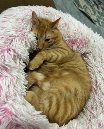 Akanto, geb. ca. 05/2021, lebt in GRIECHENLAND, auf einer privaten Pflegestelle