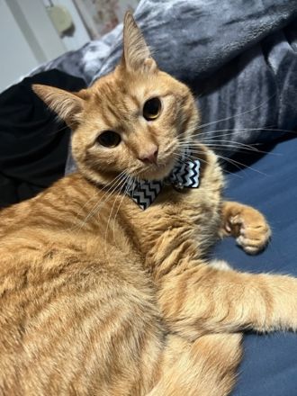 Akanto, geb. ca. 05/2021, lebt in GRIECHENLAND, auf einer privaten Pflegestelle