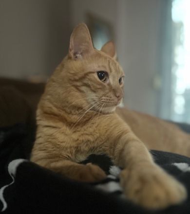 Akanto, geb. ca. 05/2021, lebt in GRIECHENLAND, auf einer privaten Pflegestelle