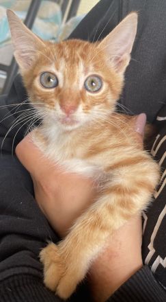 Amando, geb. ca. 08/2023, lebt in GRIECHENLAND, auf einer privaten Pflegestelle