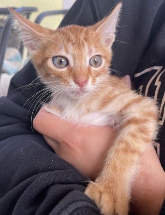 Amando, geb. ca. 08/2023, lebt in GRIECHENLAND, auf einer privaten Pflegestelle