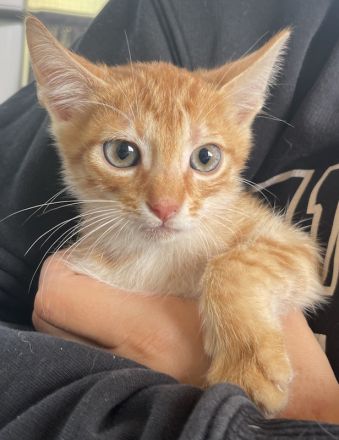 Amando, geb. ca. 08/2023, lebt in GRIECHENLAND, auf einer privaten Pflegestelle