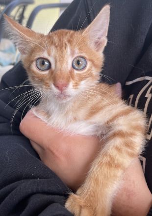 Amando, geb. ca. 08/2023, lebt in GRIECHENLAND, auf einer privaten Pflegestelle