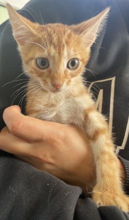 Amando, geb. ca. 08/2023, lebt in GRIECHENLAND, auf einer privaten Pflegestelle