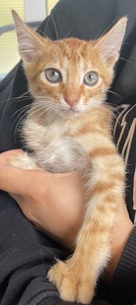 Amando, geb. ca. 08/2023, lebt in GRIECHENLAND, auf einer privaten Pflegestelle