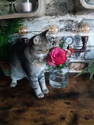 Britisch Kurzhaar Mix