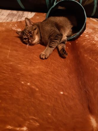 Britisch Kurzhaar Mix