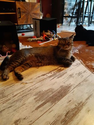 Britisch Kurzhaar Mix