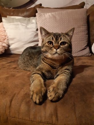 Britisch Kurzhaar Mix