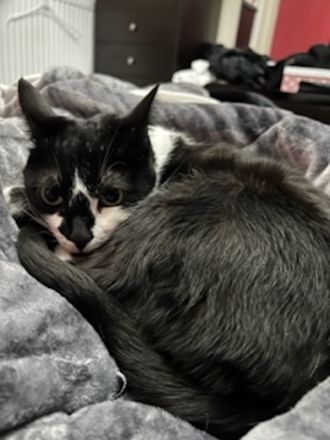 Sara, geb. ca. 11/2015, lebt in GRIECHENLAND, auf einer privaten Pflegestelle