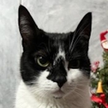 Sara, geb. ca. 11/2015, lebt in GRIECHENLAND, auf einer privaten Pflegestelle